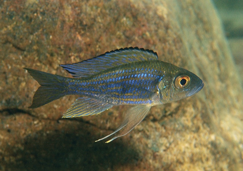 Aulonocranus dewindti 'Cape Caramba'